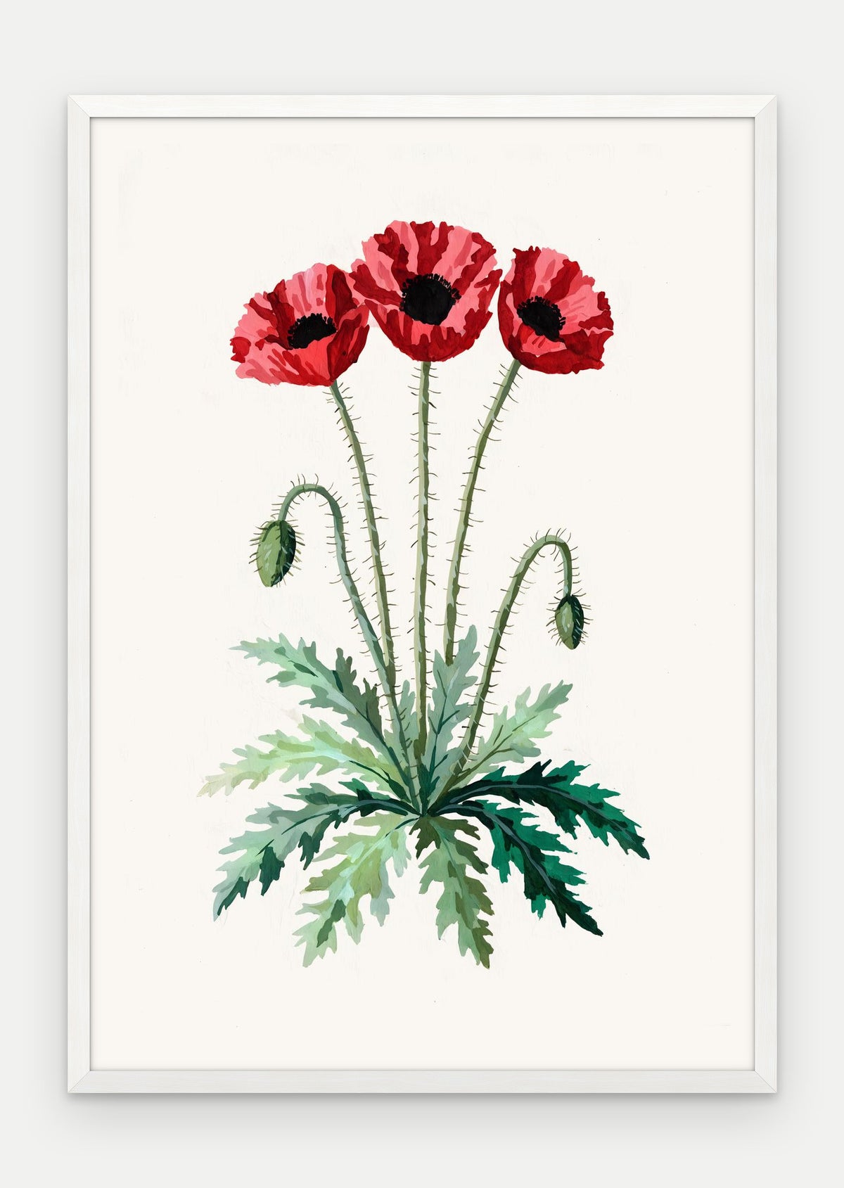 Plakat Mak polny w ramie, oprawa: drewno białe, format 70 × 100 cm