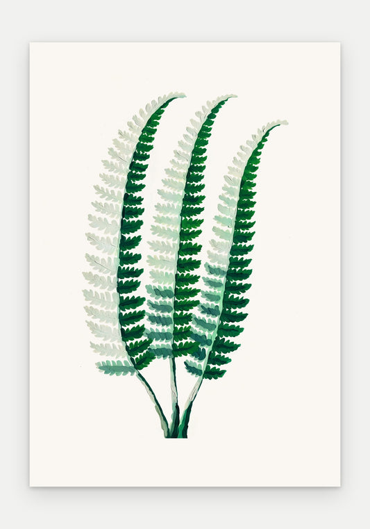 Plakat Paproć narecznica – plakat botaniczny, sam arkusz bez oprawy