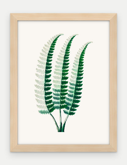 Plakat Paproć narecznica w ramie, oprawa: drewno naturalne, format 30 × 40 cm
