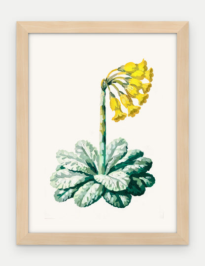 Plakat Pierwiosnek w ramie, oprawa: drewno naturalne, format 30 × 40 cm