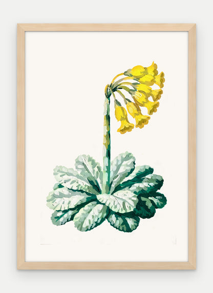 Plakat Pierwiosnek w ramie, oprawa: drewno naturalne, format 50 × 70 cm