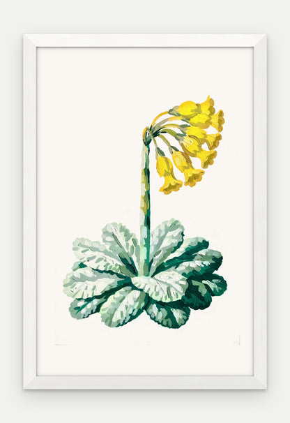 Plakat Pierwiosnek w ramie, oprawa: drewno białe, format 40 × 60 cm