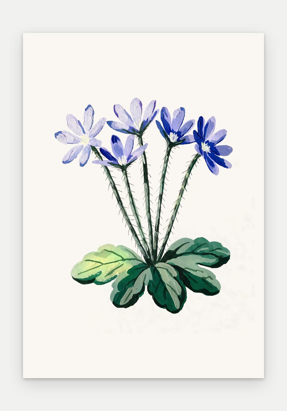 Plakat Przylaszczka – plakat botaniczny, sam arkusz bez oprawy
