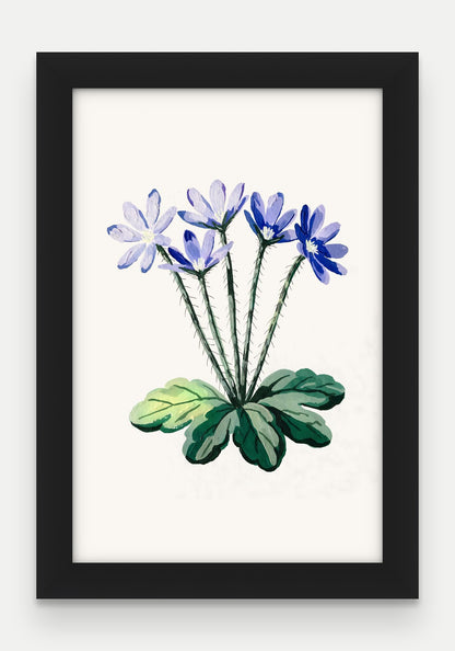 Obraz na płótnie Przylaszczka w ramie, oprawa: drewno czarne, format 20 × 30 cm