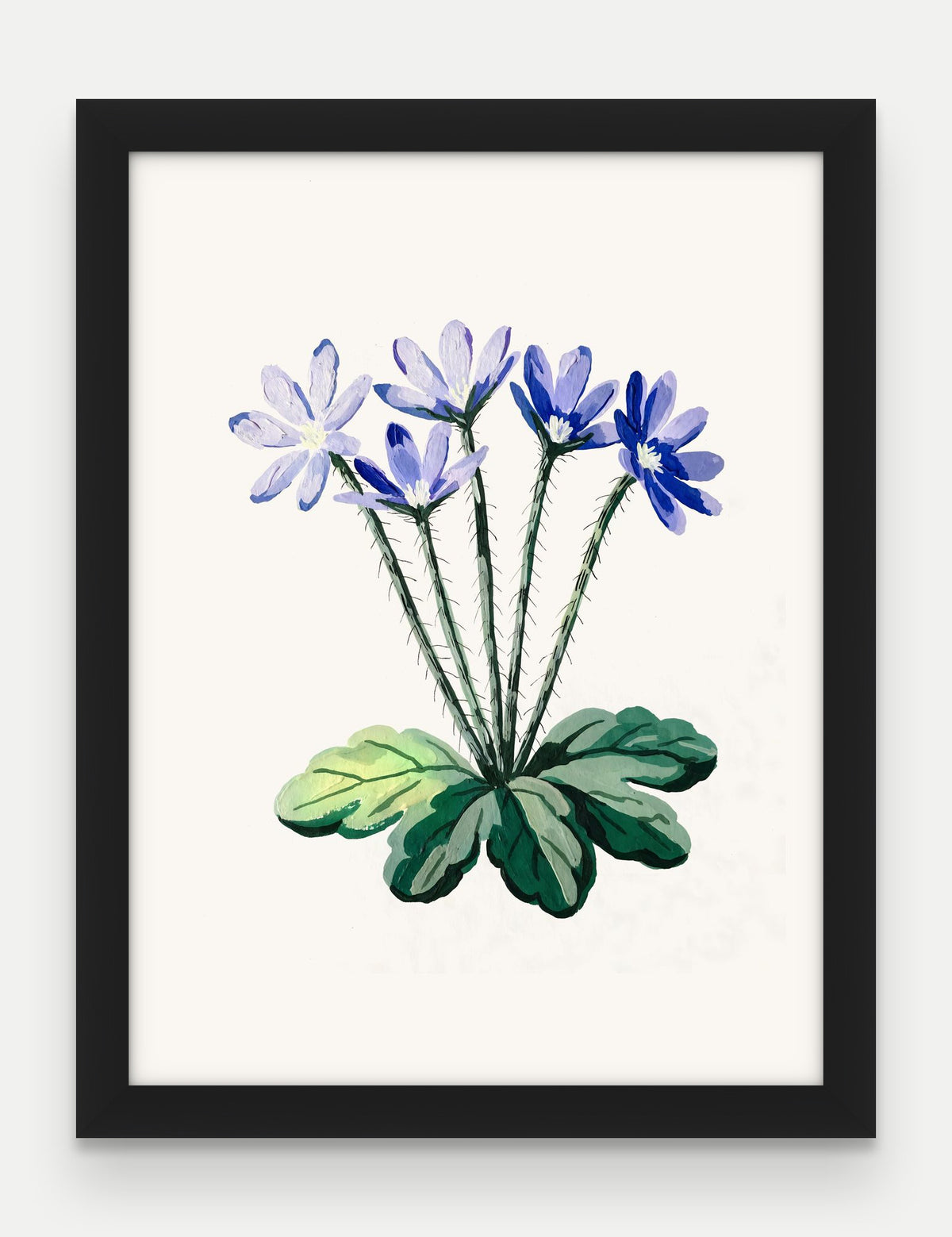 Obraz na płótnie Przylaszczka w ramie, oprawa: drewno czarne, format 30 × 40 cm
