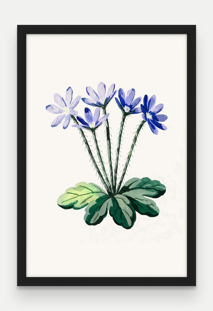 Obraz na płótnie Przylaszczka w ramie, oprawa: drewno czarne, format 40 × 60 cm
