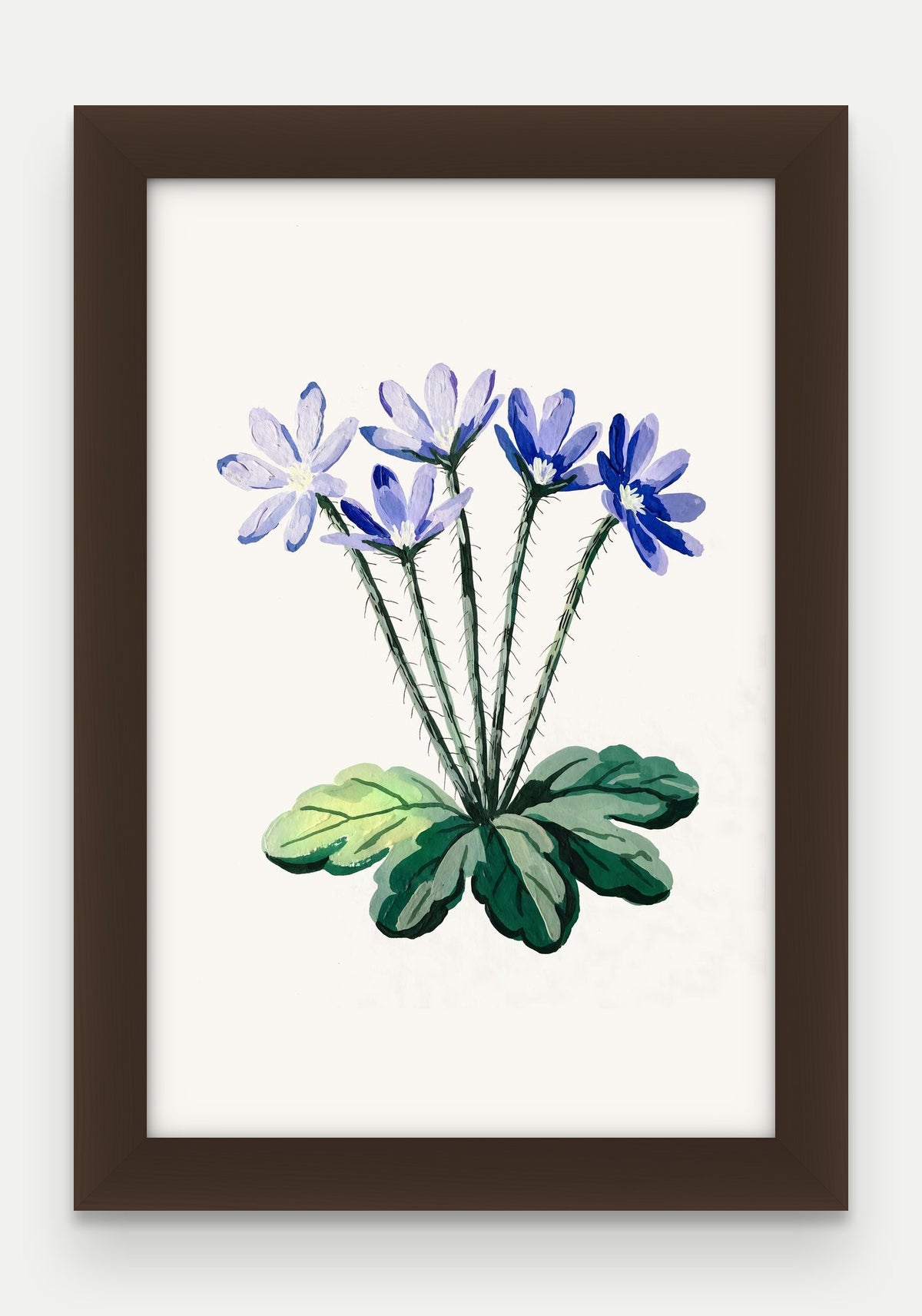 Obraz na płótnie Przylaszczka w ramie, oprawa: drewno brązowe, format 20 × 30 cm