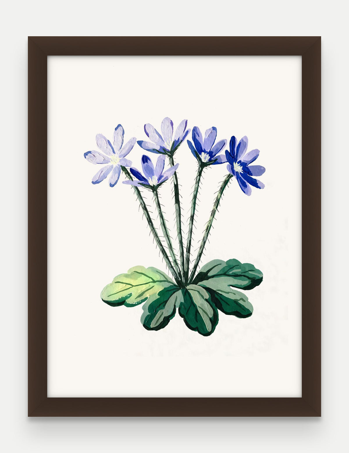 Obraz na płótnie Przylaszczka w ramie, oprawa: drewno brązowe, format 30 × 40 cm