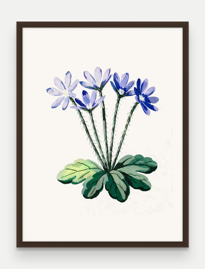 Obraz na płótnie Przylaszczka w ramie, oprawa: drewno brązowe, format 60 × 80 cm