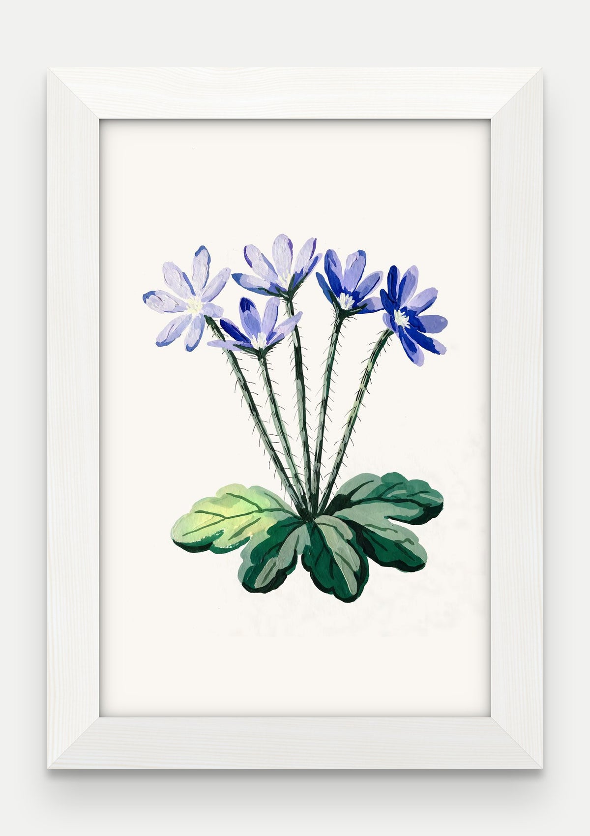 Obraz na płótnie Przylaszczka w ramie, oprawa: drewno białe, format 20 × 30 cm