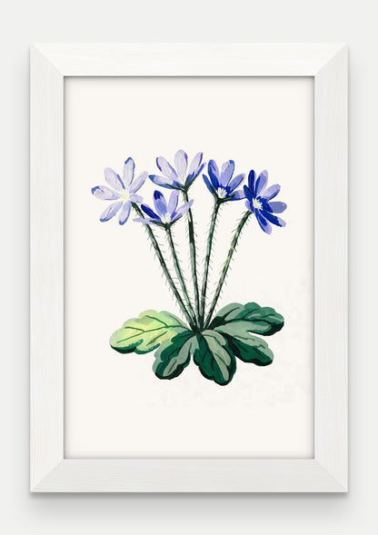 Obraz na płótnie Przylaszczka w ramie, oprawa: drewno białe, format 20 × 30 cm