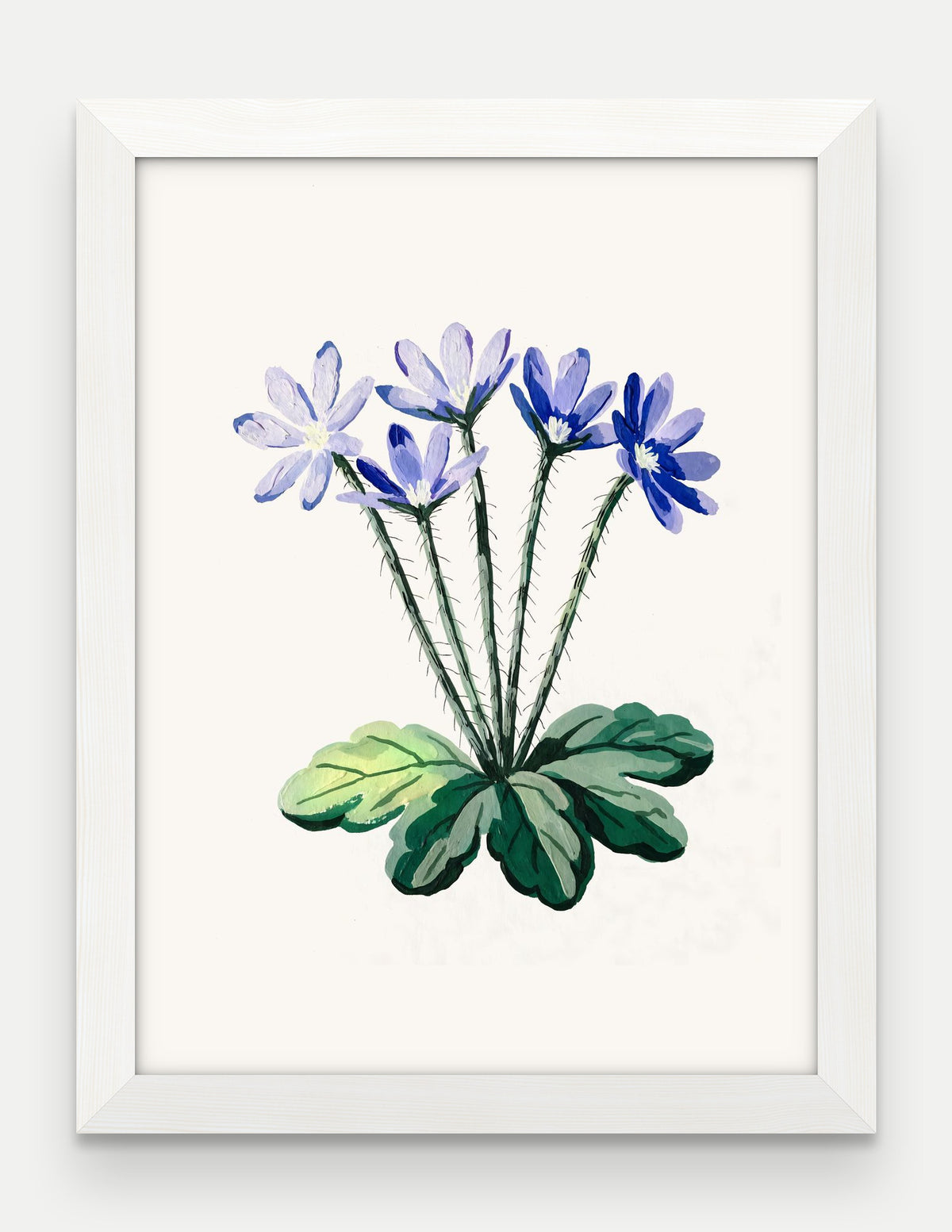 Obraz na płótnie Przylaszczka w ramie, oprawa: drewno białe, format 30 × 40 cm