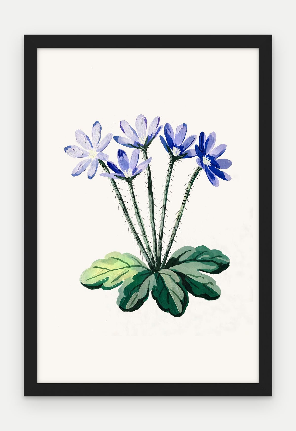 Plakat Przylaszczka w ramie, oprawa: drewno czarne, format 40 × 60 cm