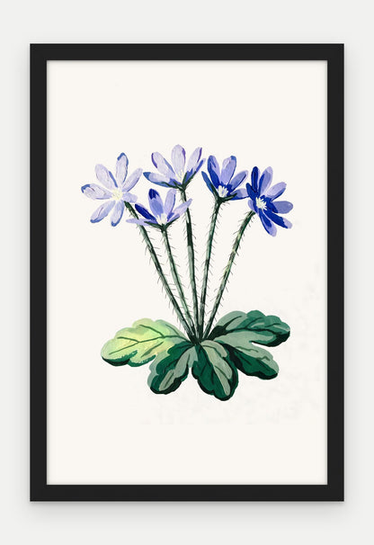 Plakat Przylaszczka w ramie, oprawa: drewno czarne, format 40 × 60 cm