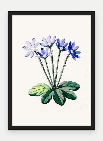 Plakat Przylaszczka w ramie, oprawa: drewno czarne, format 50 × 70 cm