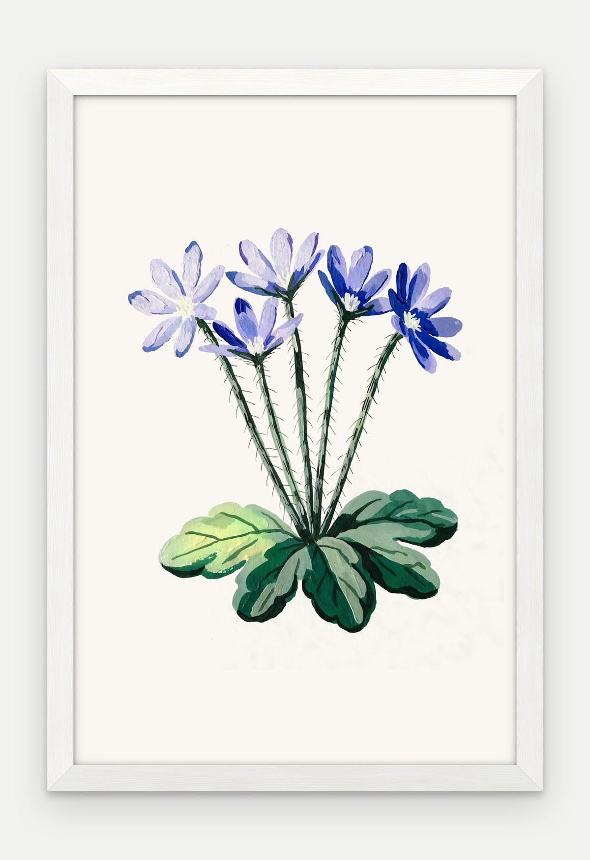 Plakat Przylaszczka w ramie, oprawa: drewno białe, format 40 × 60 cm