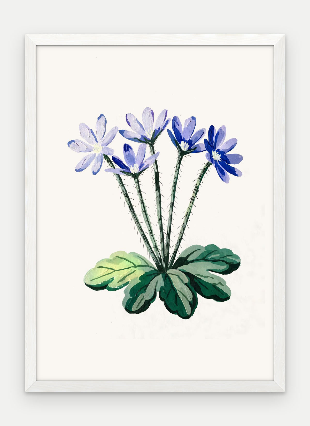 Plakat Przylaszczka w ramie, oprawa: drewno białe, format 50 × 70 cm