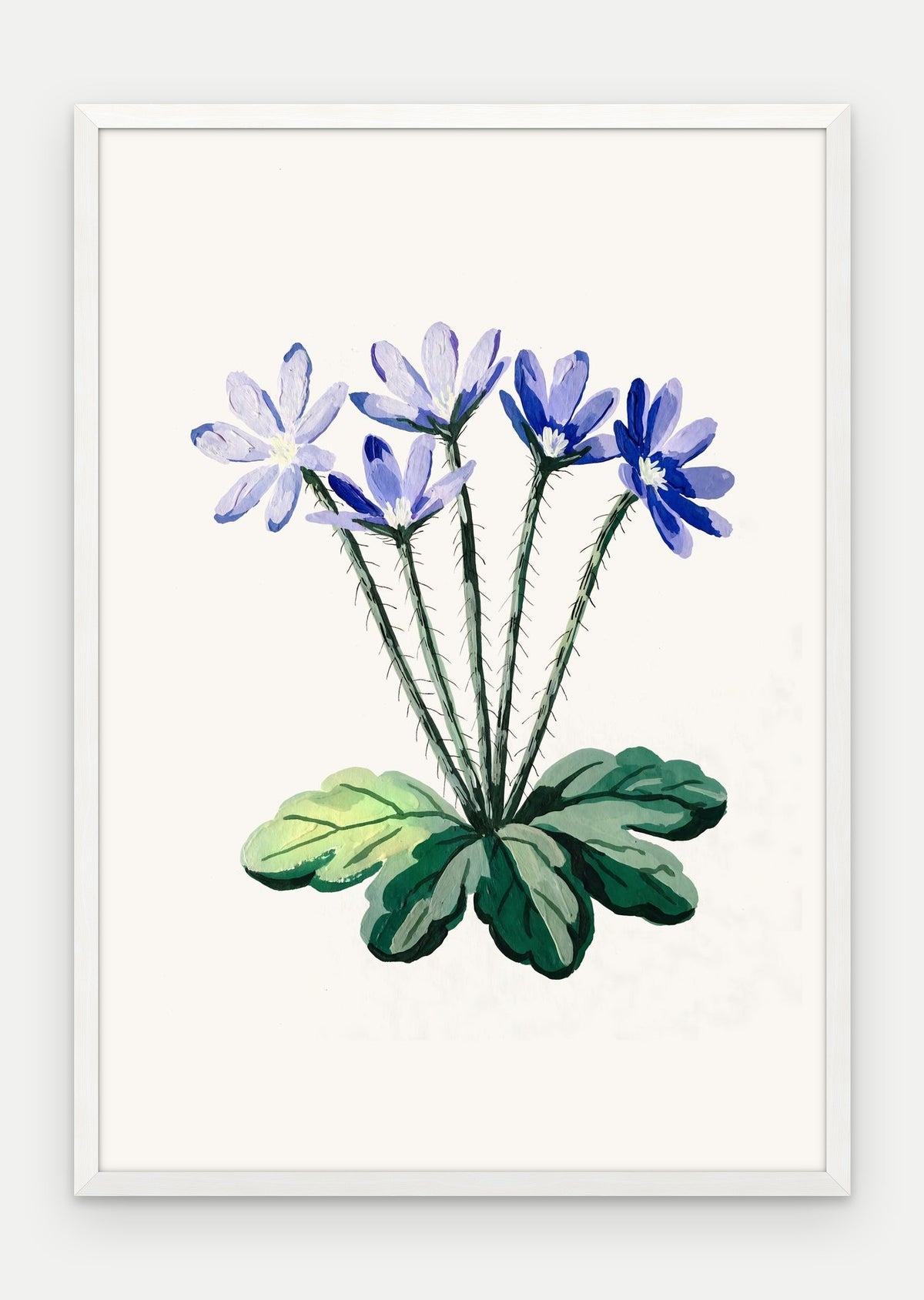 Plakat Przylaszczka w ramie, oprawa: drewno białe, format 70 × 100 cm