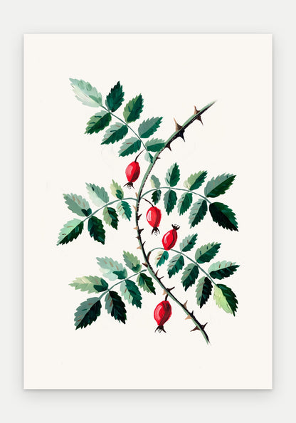 Plakat Dzika róża – plakat botaniczny, sam arkusz bez oprawy