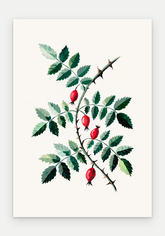 Plakat Dzika róża – plakat botaniczny, sam arkusz bez oprawy