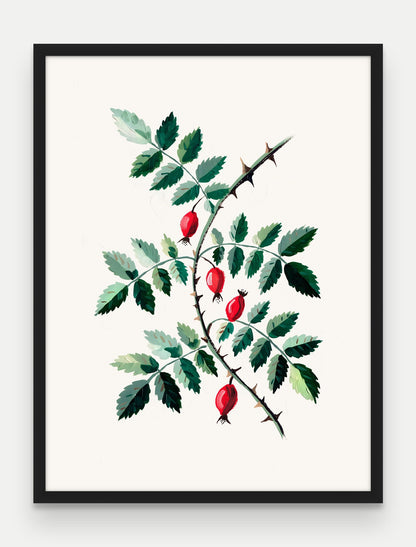 Obraz na płótnie Dzika róża w ramie, oprawa: drewno czarne, format 60 × 80 cm