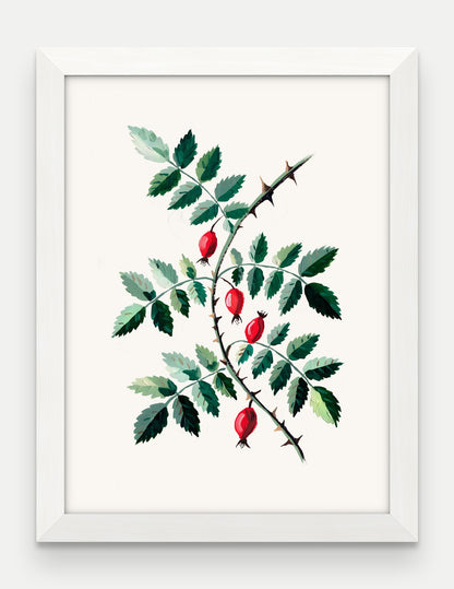 Obraz na płótnie Dzika róża w ramie, oprawa: drewno białe, format 30 × 40 cm