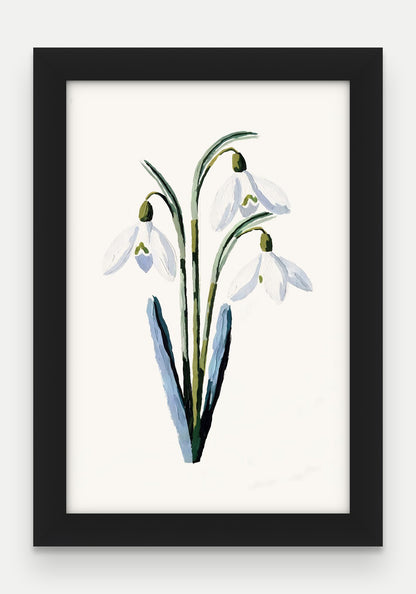 Obraz na płótnie Przebiśnieg w ramie, oprawa: drewno czarne, format 20 × 30 cm