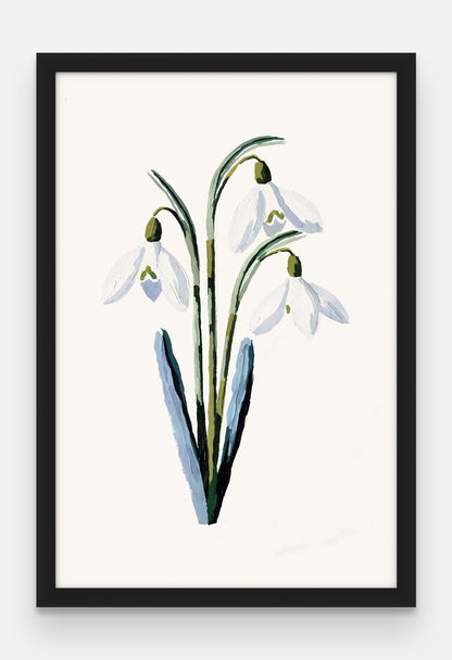 Obraz na płótnie Przebiśnieg w ramie, oprawa: drewno czarne, format 40 × 60 cm