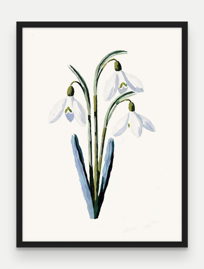 Obraz na płótnie Przebiśnieg w ramie, oprawa: drewno czarne, format 60 × 80 cm