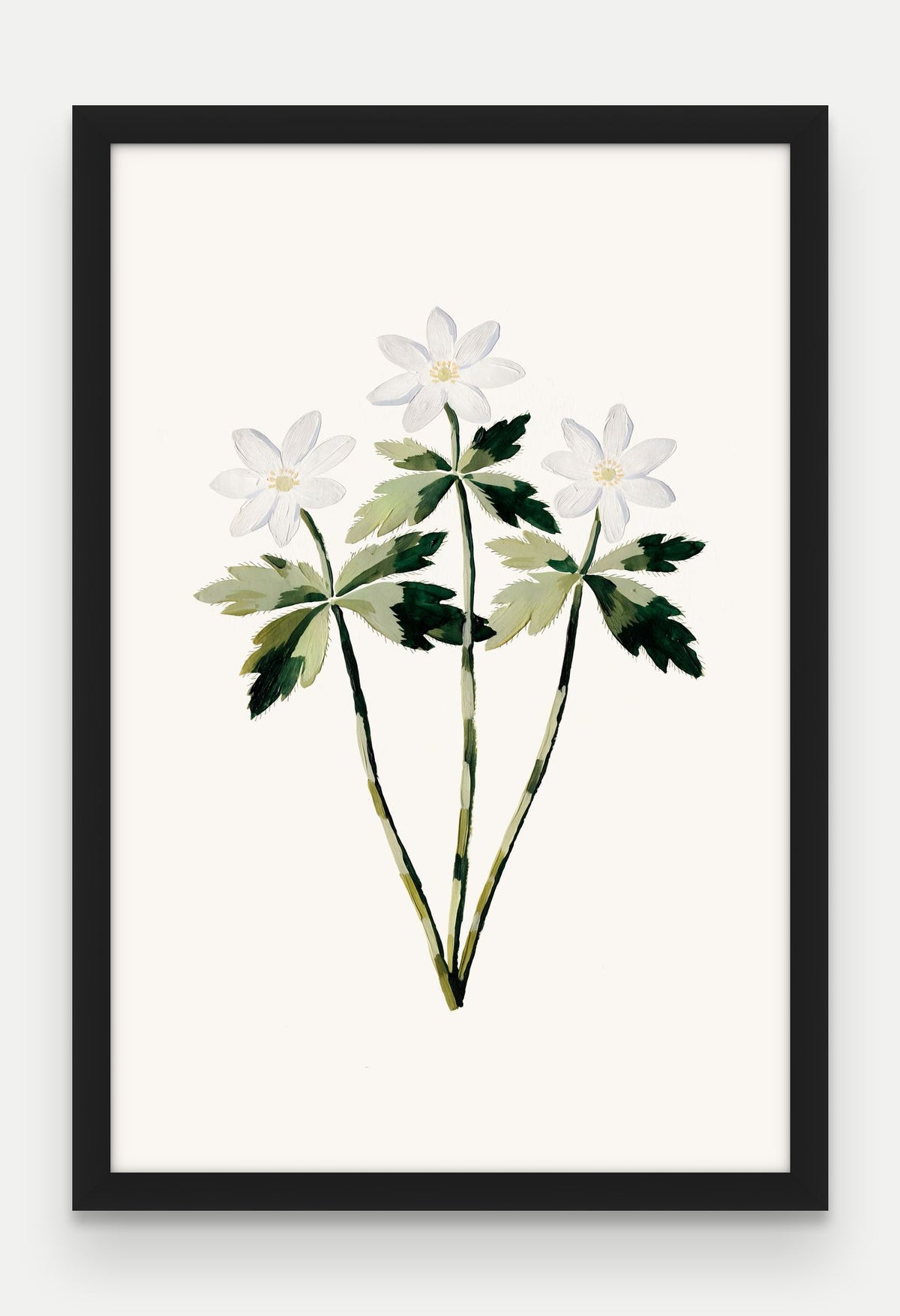 Obraz na płótnie Zawilec gajowy w ramie, oprawa: drewno czarne, format 40 × 60 cm