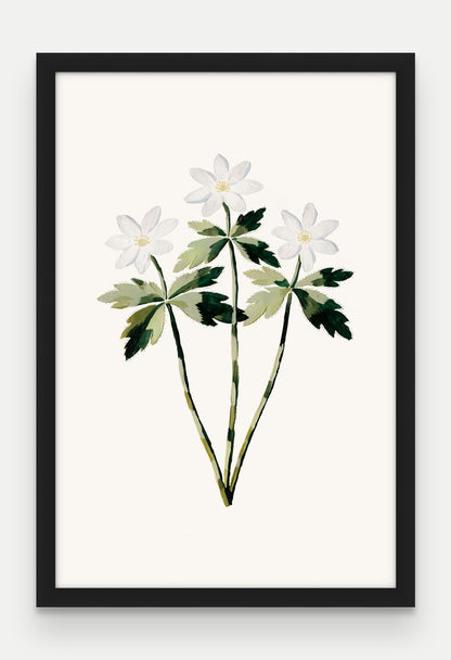 Obraz na płótnie Zawilec gajowy w ramie, oprawa: drewno czarne, format 40 × 60 cm