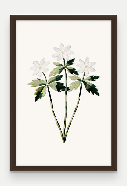 Obraz na płótnie Zawilec gajowy w ramie, oprawa: drewno brązowe, format 40 × 60 cm